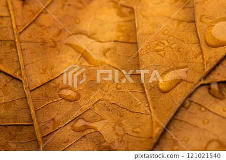 Micro close up of orange leaf with water drops and copy space Micro close up of orange leaf with water drops and copy space 121021540
