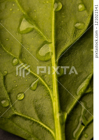 Micro close up of green leaf with water drops and copy space 121021541