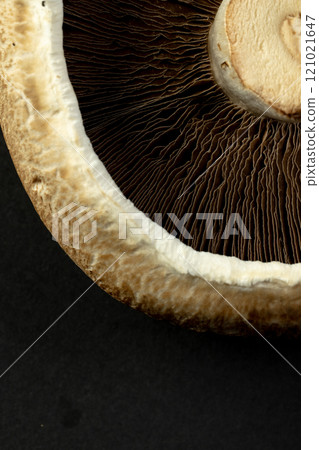 Micro close up of mushroom blades and cap 121021647