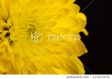 Micro close up of yellow flower with copy space on grey background Micro close up of yellow flower with copy space on grey background 121021678