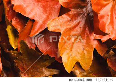 Colourful autumn leaves lying on top of each other 121021979