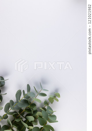 Vertical image of green plant twigs with leaves and copy space on white background Vertical image of green plant twigs with leaves and copy space on white background 121021982