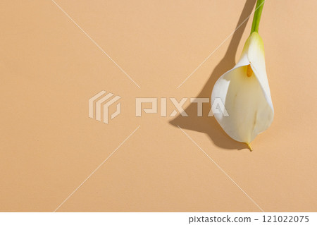 White kalia flower and copy space on orange background 121022075