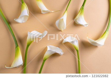 White kalia flowers and copy space on orange background White kalia flowers and copy space on orange background 121022082