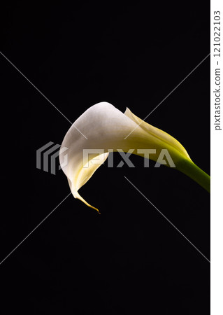 Vertical image of white kalia flower and copy space on black background 121022103