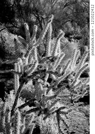 Infrared Cholla cactus, Sonora Desert, Mid Spring 121022412