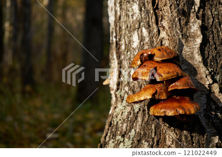 Forest mushrooms growing on a birch tree. Autumn time, harvesting wild crops 121022449
