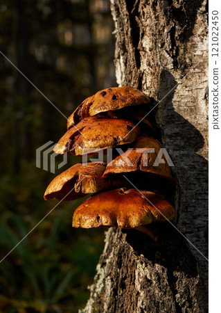 Forest mushrooms growing on a birch tree. Autumn time, harvesting wild crops Forest mushrooms growing on a birch tree. Autumn time, harvesting wild crops 121022450