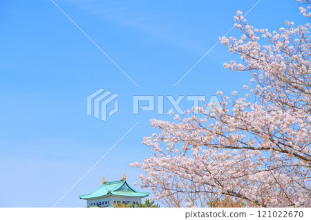 Scenery of cherry blossoms in full bloom and Nagoya Castle, Nagoya City, Aichi Prefecture 121022670