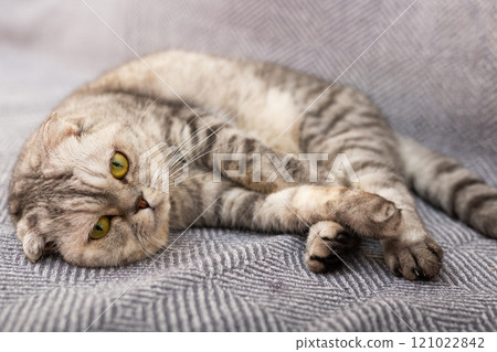 Gray scottish fold posing on gray couch 121022842