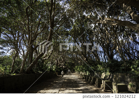 The approach to Sakareisosaki Shrine lined with Machilus trees 121024212