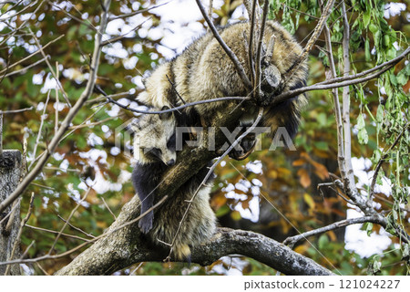 A raccoon dog sleeping on a tree with autumn leaves A raccoon dog sleeping on a tree with autumn leaves 121024227