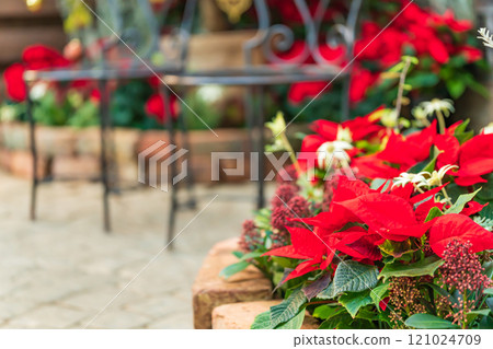 冬季濱松花卉公園、聖誕展<靜岡縣濱松市> 121024709