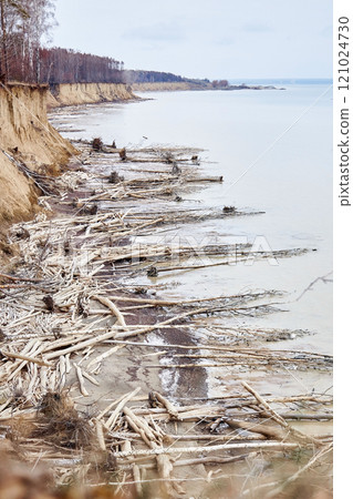 Off season nature landscape. Trees fallen from a cliff lie on seashore 121024730
