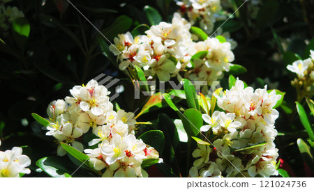 沙林拜（Tachisharimbai）鮮花盛開的景色 121024736