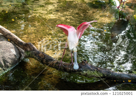 Roseate Spoonbill Spreads Wings While Perched Over Water on a Tree Branch. Roseate Spoonbill Spreads Wings While Perched Over Water on a Tree Branch. 121025001