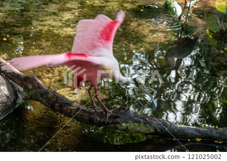 Roseate Spoonbill Spreads Wings While Perched Over Water on a Tree Branch. 121025002