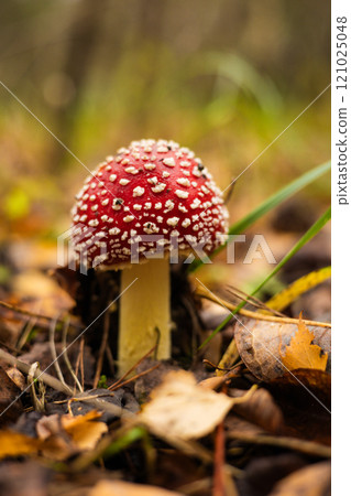 The fly agaric mushroom with its characteristic red cap and white spots stands out against the fallen autumn leaves in the forest. The beautiful fly agaric stands out against the yellow foliage. The fly agaric mushroom with its characteristic red cap and white spots stands out against the fallen autumn leaves in the forest. The beautiful fly agaric stands out against the yellow foliage. 121025048