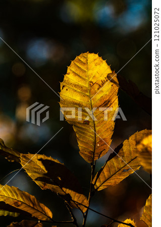 秋天的景色在透過樹林的陽光下閃閃發光 秋天的景色在透過樹林的陽光下閃閃發光 121025072