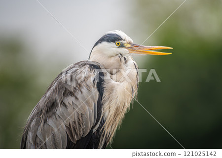 Uploading of Hawaiian herons 121025142