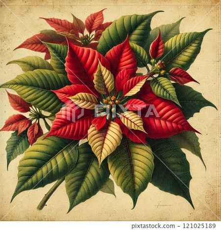 Poinsettia Botanical Style 121025189