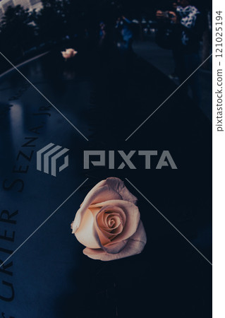 哀悼的白玫瑰 121025194