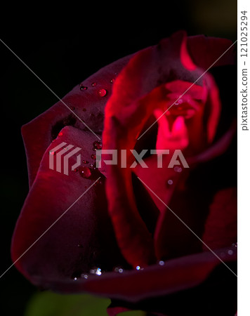 Crimson Drops Crimson Drops 121025294