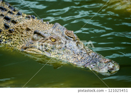 Crocodile drinking water with mouth open Crocodile drinking water with mouth open 121025451