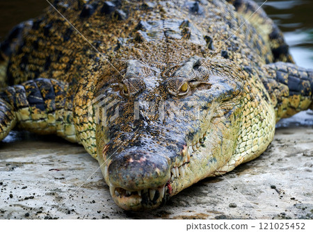 Open mouth crocodile 121025452