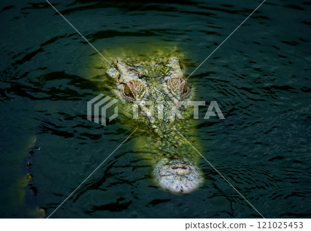 Crocodile coming out of the water 121025453