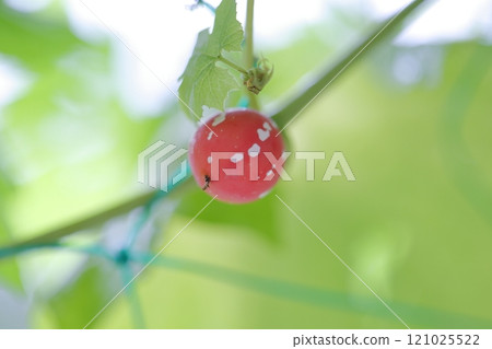 Okinawan melon fruit Okinawa melon 121025522