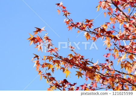 Trees with colorful autumn leaves (American sweetgum, sweetgum) Trees with colorful autumn leaves (American sweetgum, sweetgum) 121025599