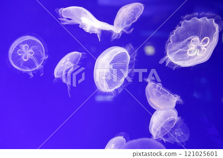 水母水族館 水母水族館 121025601