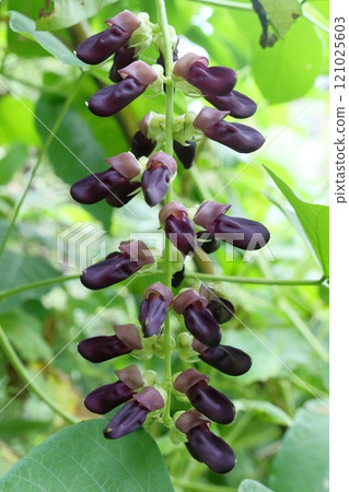 Mucuna bean flower Mucuna bean flower 121025603