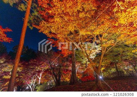 京都東山秋天，東福寺，秋葉燈火通明 121026308