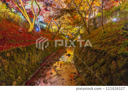 Higashiyama, Kyoto in autumn, Tofukuji Temple, autumn leaves illuminated 121026327