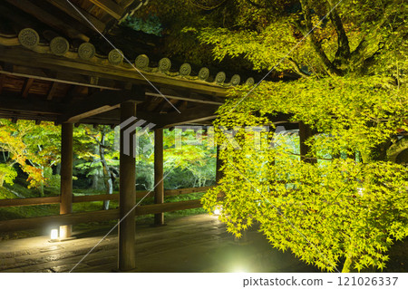 京都東山秋天，東福寺，秋葉燈火通明 121026337
