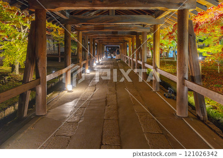 京都東山秋天，東福寺，秋葉燈火通明 121026342