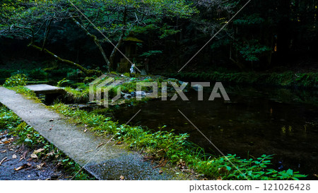 熊本縣名水山吹水源地 121026428