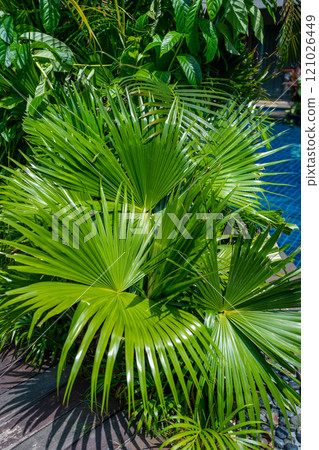 A vibrant lush green tropical palm leaf found in its natural and beautiful setting and environment A vibrant lush green tropical palm leaf found in its natural and beautiful setting and environment 121026449