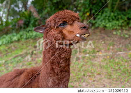 A Cute Brown Alpaca Persistently Grazing in the Beautiful Greenery of Its Habitat A Cute Brown Alpaca Persistently Grazing in the Beautiful Greenery of Its Habitat 121026450