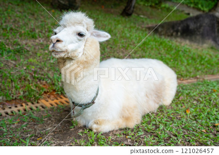 A Cute White Alpaca Persistently Grazing in the Beautiful Greenery of Its Habitat A Cute White Alpaca Persistently Grazing in the Beautiful Greenery of Its Habitat 121026457
