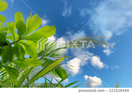 Palm leaves in a tropical forest overlook a radiant sea view, inviting relaxation. Palm leaves in a tropical forest overlook a radiant sea view, inviting relaxation. 121026489