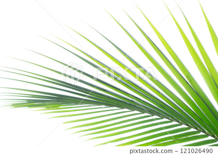 Palm leaf on a white isolated background. A template for your product or text 121026490