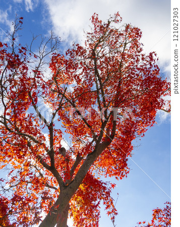 Blue sky and colorful autumn leaves Blue sky and colorful autumn leaves 121027303