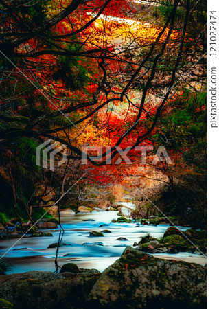 Autumn leaves in a mountain stream [Vertical composition] 121027474