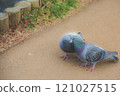 Pigeon kiss Pigeon kiss 121027515
