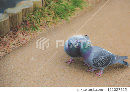 Pigeon kiss Pigeon kiss 121027515