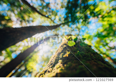 New greenery sprouts in the sea of trees 121027569