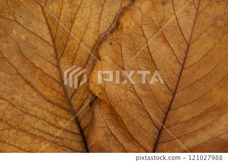 Close-up of brown fallen leaves, natural material background (background texture series) Close-up of brown fallen leaves, natural material background (background texture series) 121027988